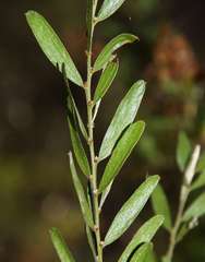 Acacia rostriformis