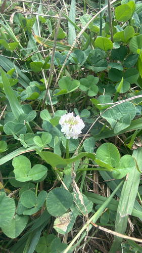 Trifolium observed 2026-10-28