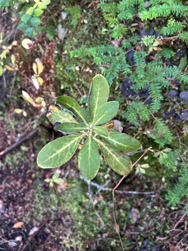 Rhododendron menziesii observed 2026-10-27