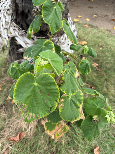 Abutilon grandifolium observed 2026-10-22