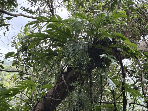 Epipremnum pinnatum observed 2026-10-28