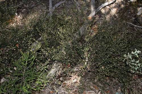 Image of heath spyridium by (c) Russell Best, some rights reserved (CC BY)