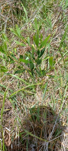 Acacia longifolia observed 2026-10-28