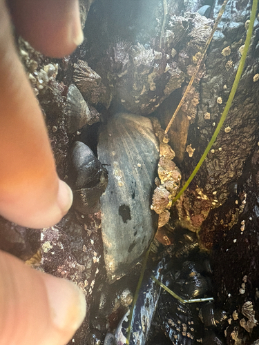 Haliotis cracherodii observed 2026-10-27