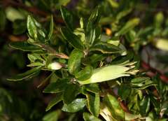 Correa glabra glabra