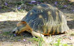 Astrochelys radiata
