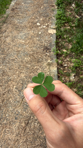 Oxalis corniculata observed 2026-10-28