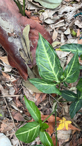 Syngonium angustatum observed 2026-10-28