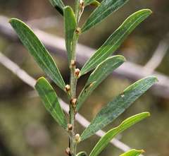 Acacia rostriformis