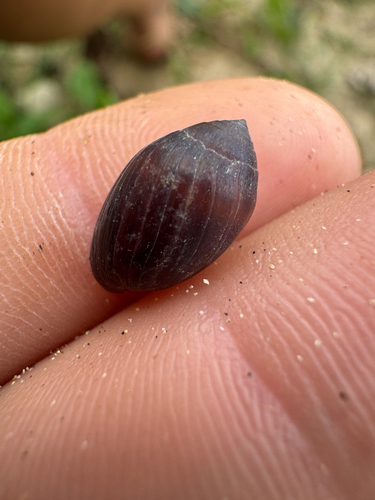 Melampus castaneus observed 2026-10-25
