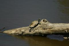 Graptemys flavimaculata