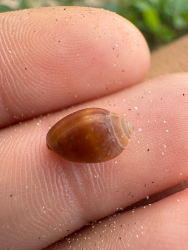 Melampus castaneus observed 2026-10-25
