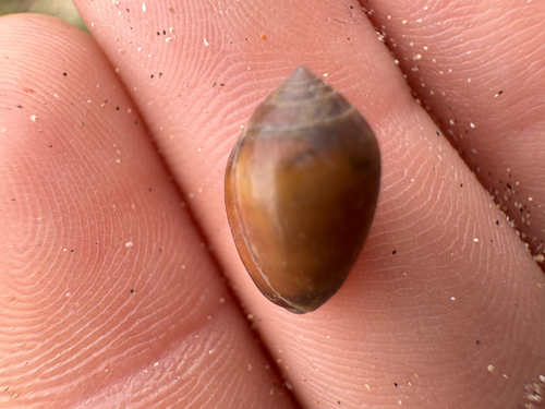 Melampus castaneus observed 2026-10-25