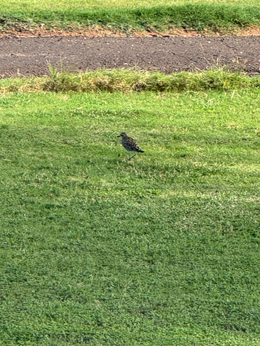 Pluvialis fulva observed 2026-10-25