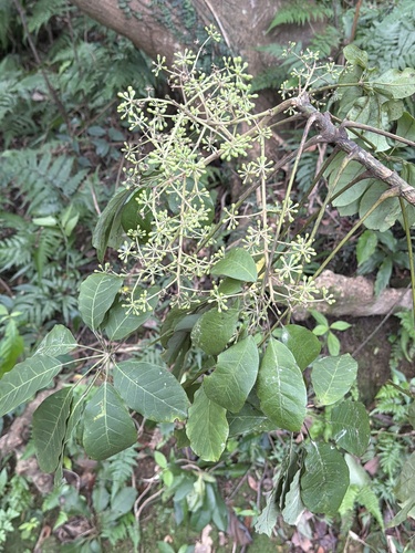 Schefflera observed 2026-10-28
