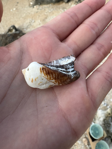 Lamarcka ventricosa observed 2026-10-25