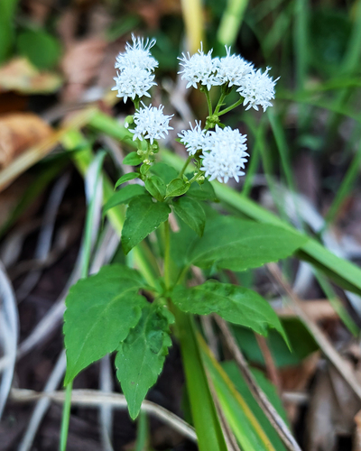 Ageratina altissima, 2026-10-27