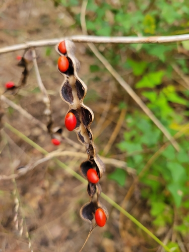 Erythrina observed 2026-10-27