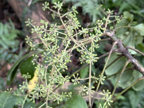 Schefflera observed 2026-10-28
