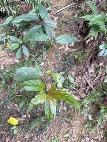 Mussaenda observed 2026-10-28