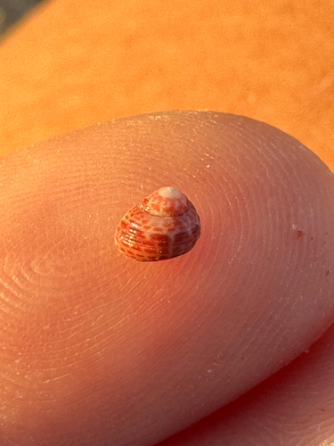 Leptothyra observed 2026-10-25