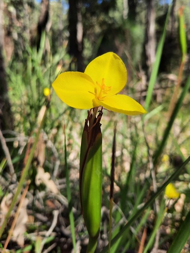 Patersonia observed 2026-10-27