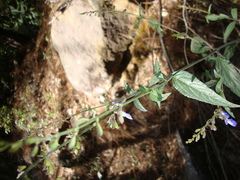 Salvia quercetorum