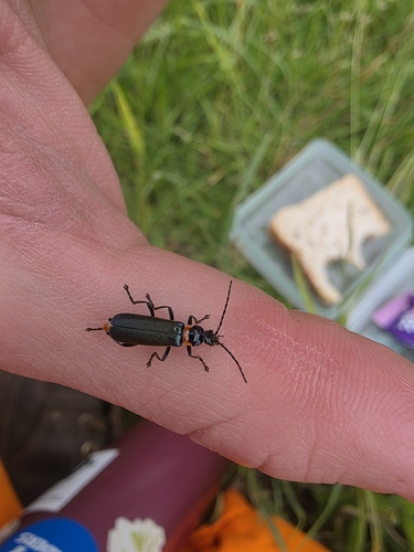 Chauliognathus observed 2026-10-28