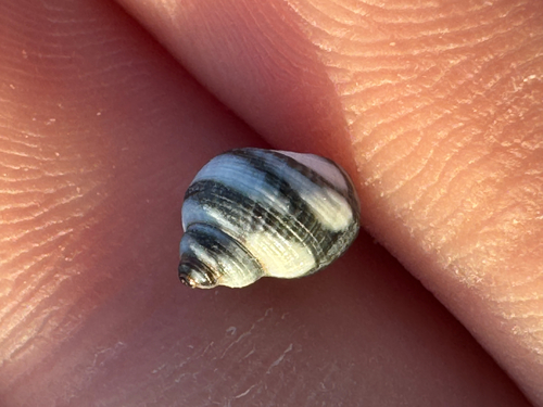 Echinolittorina hawaiiensis observed 2026-10-25