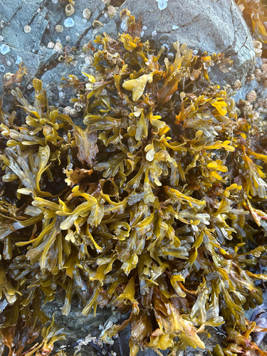 Fucus distichus observed 2026-10-27