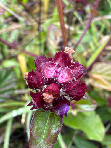 Prunella vulgaris observed 2026-10-27