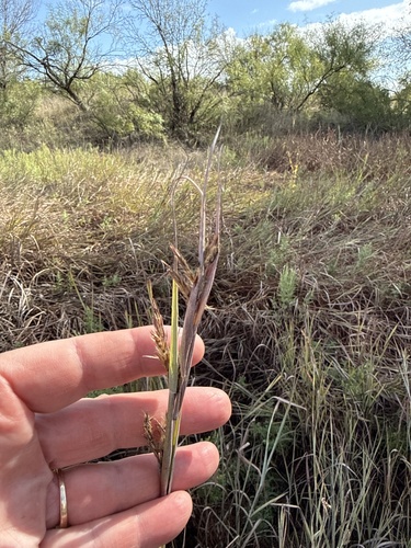 Andropogon gerardi observed 2026-10-27