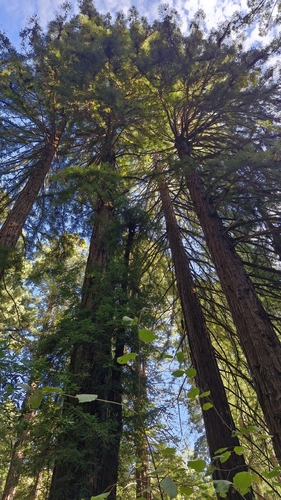 Sequoia sempervirens observed 2026-10-27