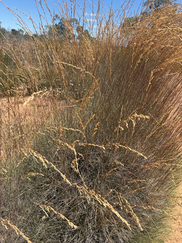 Triodia irritans observed 2026-10-28