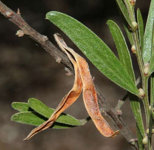 Image of Acacia rostriformis by (c) Russell Best, some rights reserved (CC BY)
