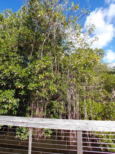 Rhizophora mangle observed 2026-10-27
