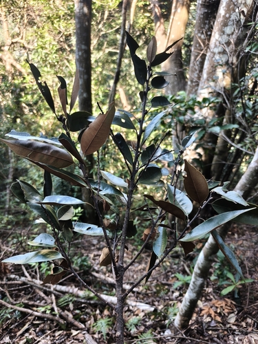 Castanopsis observed 2026-10-28