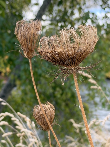Daucus carota observed 2026-10-27