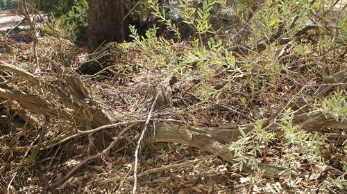 Image of Acacia rostriformis by (c) Russell Best, some rights reserved (CC BY)