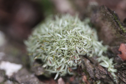 Octoblepharum albidum observed 2026-10-26
