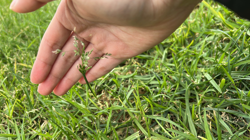Poa annua observed 2026-10-28
