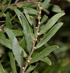 Acacia rostriformis