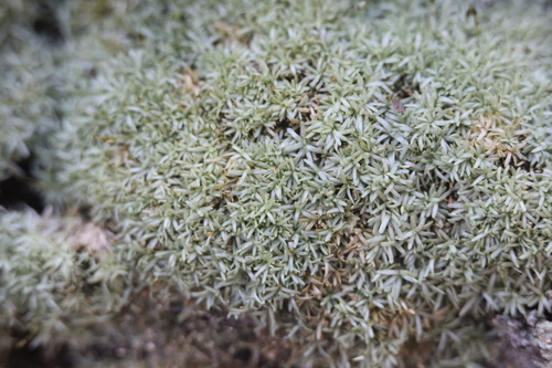 Octoblepharum albidum observed 2026-10-27