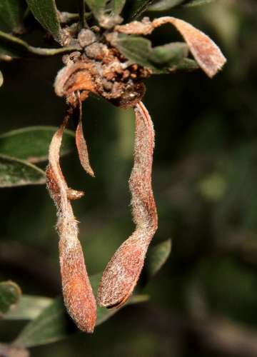 Image of Acacia rostriformis by (c) Russell Best, some rights reserved (CC BY)