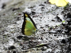 Appias lyncida eleonora
