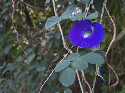 Clitoria ternatea observed 2026-10-27