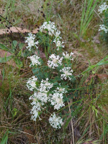 Pimelea observed 2026-10-28