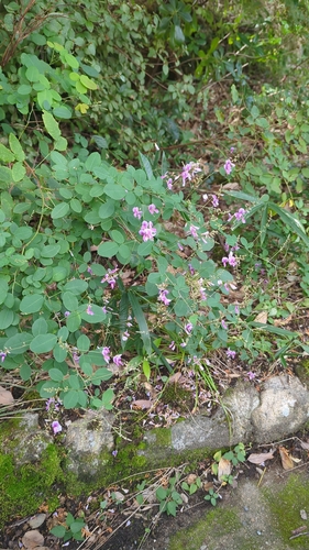 Lespedeza bicolor observed 2026-10-28