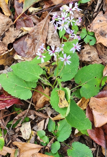 Symphyotrichum cordifolium, 2026-10-27