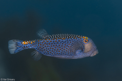 Ostracion meleagris observed 2026-10-27